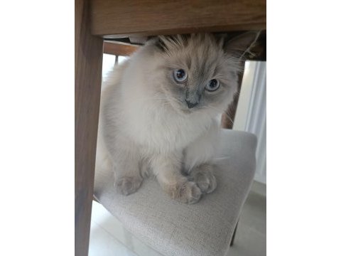 Ragdoll cinsi kızıma eş arıyorum