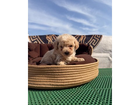 Süper teacup maltipoo kore