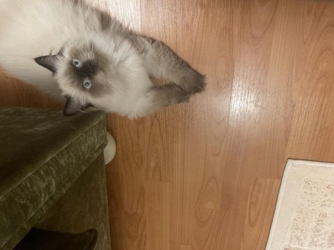 Kedimiz toprak ragdoll