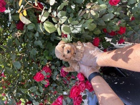 Irk garantili orijinal maltipoo yavrular