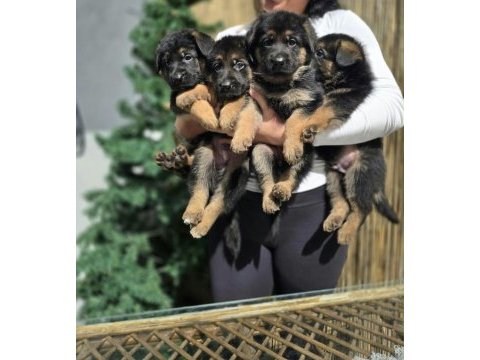 A şecereli safkan alman çoban köpeği yavrularımız