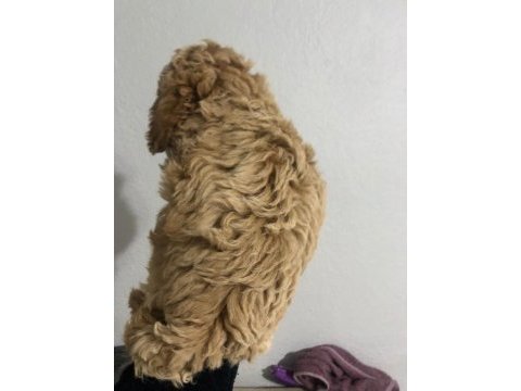 Poodle yavrumuz yeni yuvasını bekliyor