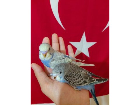 Ev üretimi yeni yeme düşmüş bebek muhabbetler