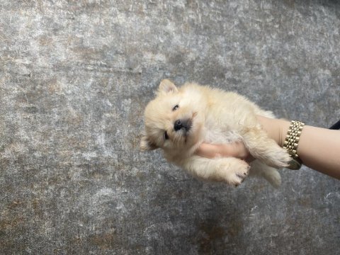 Pomeranian boo yavruları