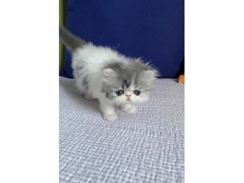 Exotic shorthair kedimiz