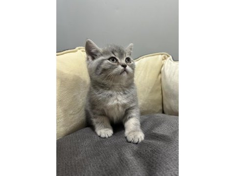 Tabby british shorthair
