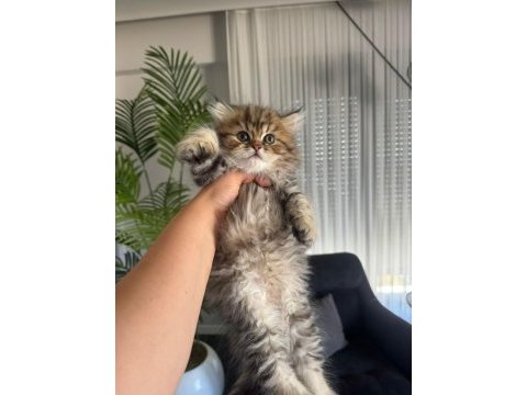 Safkan british golden tabby erkek sevgiyle büyüdüler