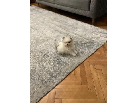 3 aylık erkek yavru pomeranian boo