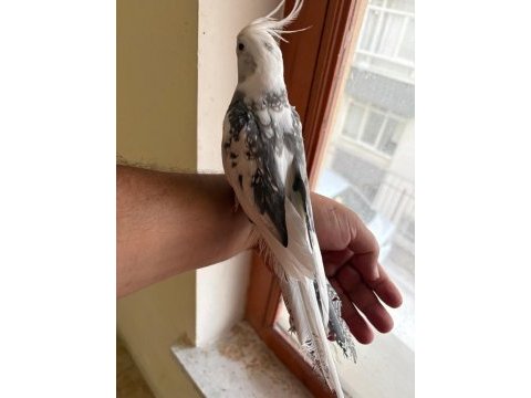 Evine maskot arayanlara kusursuz erkek sultan