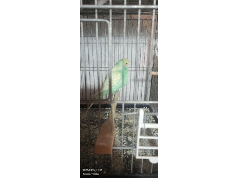Uygun fiyata verilecek muhabbet kuşu gelen alır