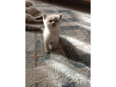 Safkan british shorthair ayı surat top kafa bebişler