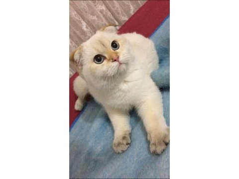 Golden point erkek scottish fold