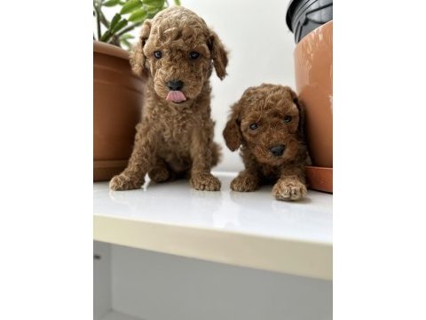 Toy poodle bebekler