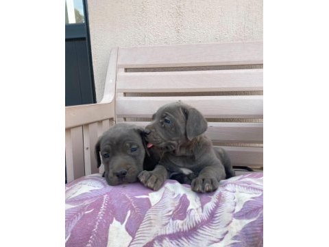 Cane corso yavrular ırk sağlık garantili