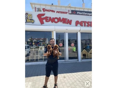 Shoooowww sınıf toy poodle yavrular ankara mağaza 