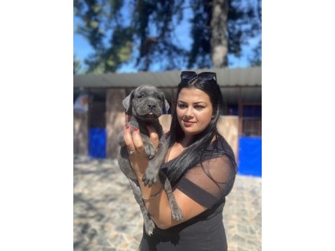 Blue mavi gözlü cane corso yavrularım