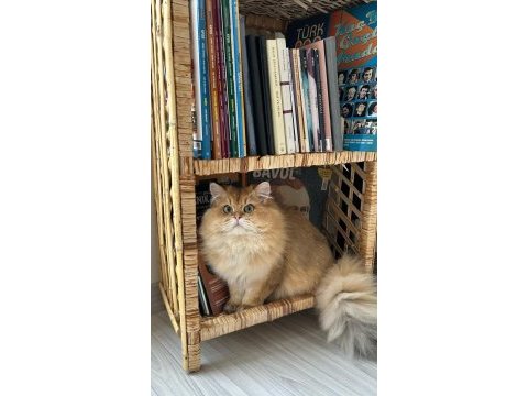 Erkek british longhair 1 yaşında