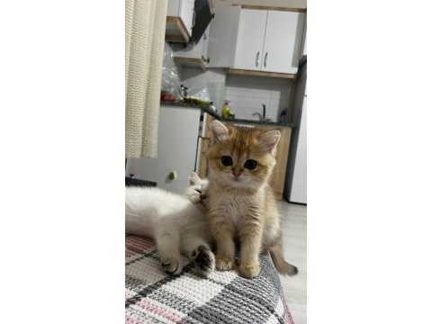 British shorthair kedisi