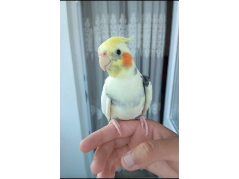 Sultan papağanı 6 7 aylık