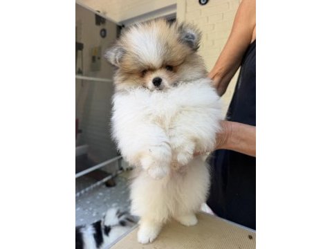 Muhteşem ayıcık tipinde pomeranian erkek yavrumuz