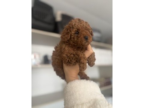 Poodle bebeklerimiz