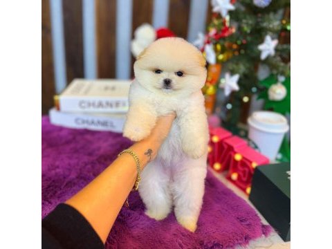 Ayı surat pomeranian bebeklerimiz