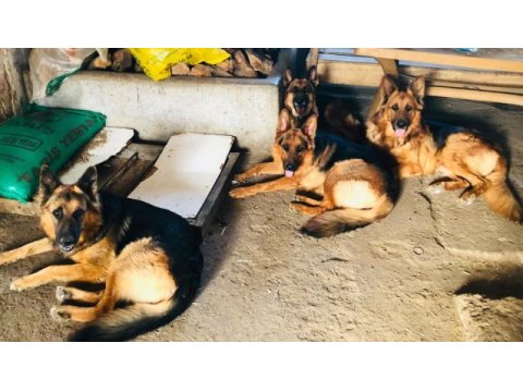 Alman kurdu yavrular 2 erkek 2 dişi