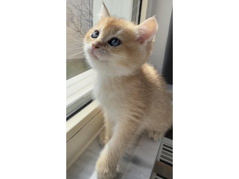 British shorthair safkan bebeklerimiz