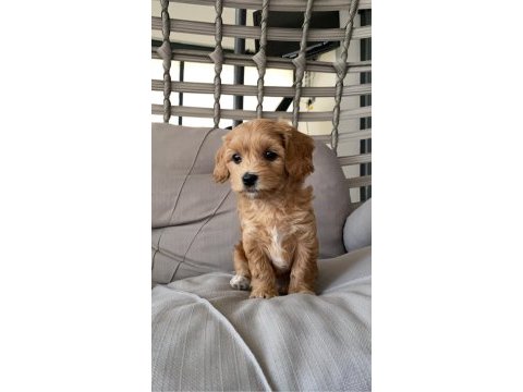 2 aylık dişi maltipoo
