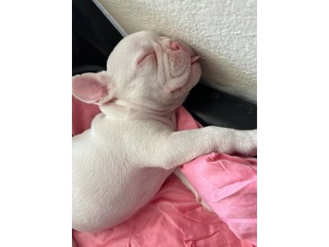 Egzotik french bulldog iyisinin iyisi platinyum dişi