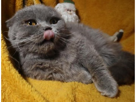 Scottish fold dişi long hair yetişkin