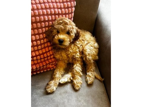 Poodle kızımız yeni yuvasını bekliyor