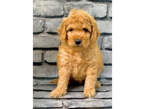 Gerçek orjinal maltipoo bebekler poodle ayarında