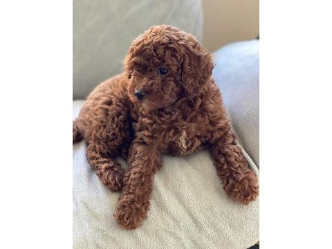 Toy poodle kore poodle eşleşmesi