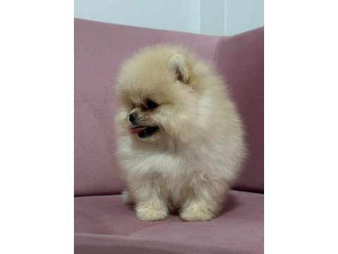 Pomeranian boo yavruları tuvalet eğitimi başlanmış