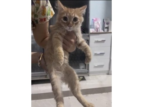 Pofidik kuyruksuz yavru sarman kedimiz