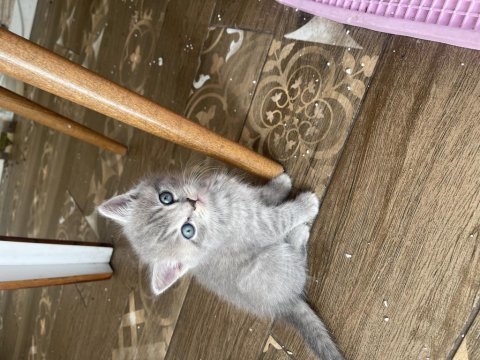 British shorthair yavruları