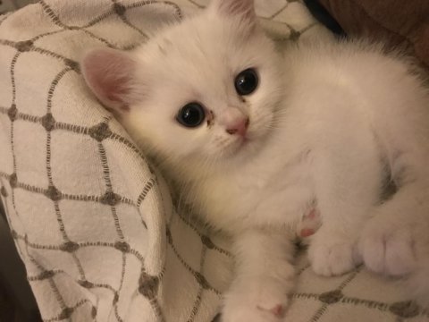 British shorthair 9 mayıs doğumlu