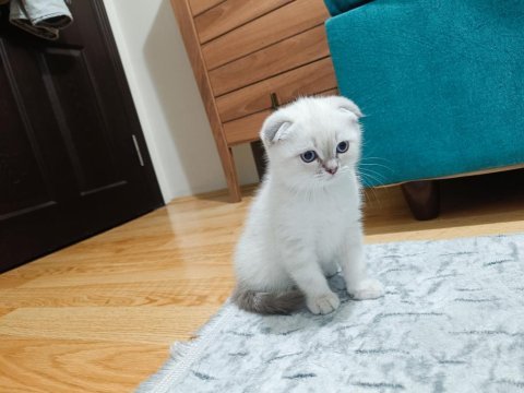 2 aylık scottish fold yavrumuz erkek bakımlı