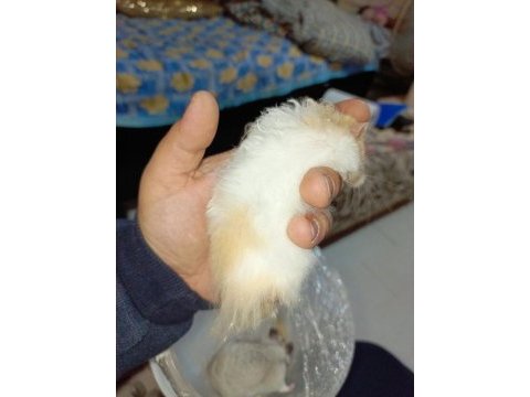 4 aylık full eğitimli hamster