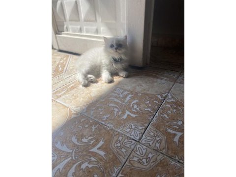 Silver point british longhair