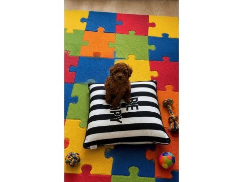 Sağlık ırk kilo garantili orjinal toy poodle