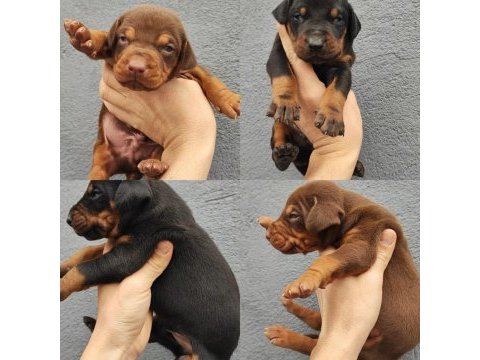 Doberman yavrular