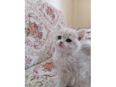 3 aylık erkek oyuncu british shorthair gold