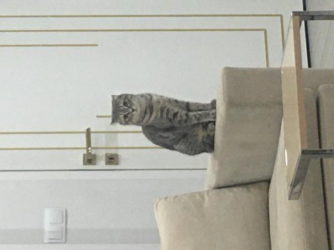 Ücretsiz sahiplendirilecek scottish fold