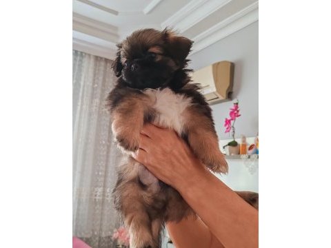 Antalya evcil yavru pekinez