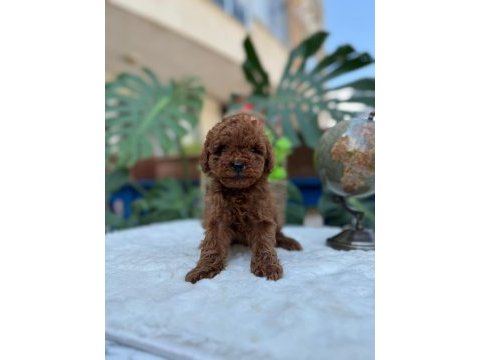 Kore teacup erkek red brown sağlık garantili yavrular