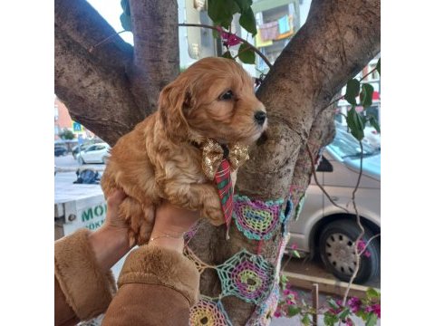 A kalite maltipoo dişi erkek mevcut