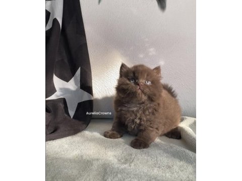 Safkan british (chocolatte lilac fawn)