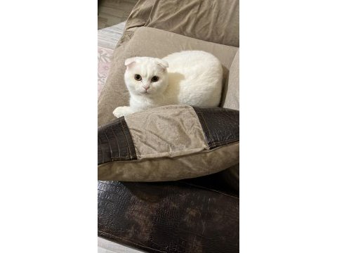 Ragdoll kızımızı ve oğlumuzun sahiplendirmek istiyorum